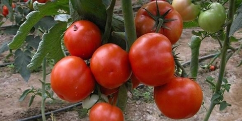 Na kojoj temperaturi saditi paradajz u zemlju